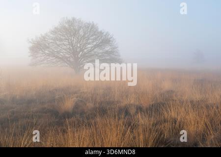 Ein Baum steht auf einem Feld aus trockenem Gras. Der Himmel ist nebelig und die Sonne scheint leicht in den Niederlanden. Stockfoto