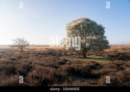 Ein Baum steht auf einem Feld aus trockenem Gras. Der Himmel ist klar und die Sonne scheint in den Niederlanden. Stockfoto