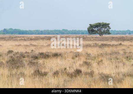 Ein Baum steht auf einem Feld aus trockenem Gras. Der Himmel ist klar und die Sonne scheint in den Niederlanden, Dwingelderveld. Stockfoto