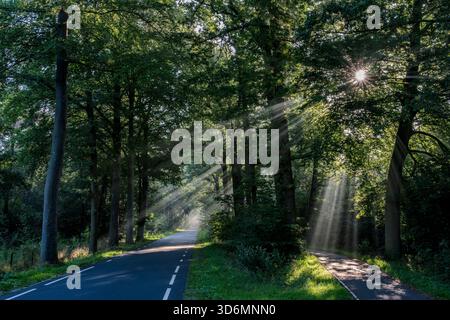 Die Sonne scheint durch die Bäume und wirft ein warmes Licht auf die Straße. Das Licht strahlt auf das Gras und die Bäume und schafft eine friedliche und ruhige Atmosphäre Stockfoto