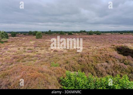Am frühen Morgen ein violettes Heidefeld auf Kootwijkerzand in den Niederlanden. Stockfoto