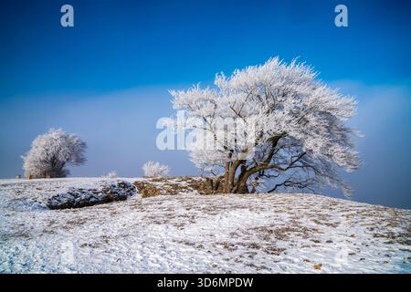 Deutschland, einsam gefrorenes Baumeis bedeckte Äste auf eisverschneite Winterweide Naturlandschaft sonniges Morgenpanorama Stille Stockfoto