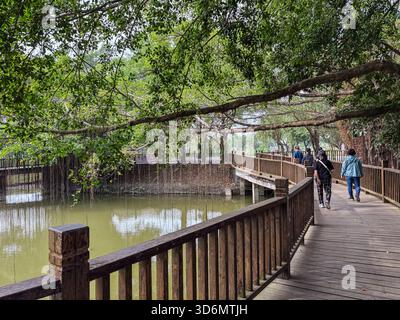 Zili Village, Kaiping, China. Ein Holzsteg schlängelt sich über einen ruhigen Teich, im Schatten von üppigen Bäumen mit hängenden Wurzeln. Die Leute gehen den Weg hinein Stockfoto