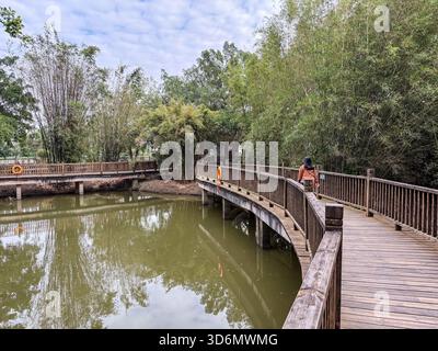 Das Dorf Zili in Kaiping, China, verfügt über einen geschwungenen Holzsteg über einen ruhigen Teich, umgeben von üppigem Bambus und Bäumen. Eine Person läuft entlang der Stockfoto