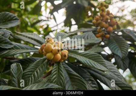 Nahaufnahme von grünen Loquatfrüchten auf Zweigen, großen gerippten Blättern im sonnendurchfluteten Garten, sanfter Fokus, frischem Obst und Agrarkonzept Stockfoto
