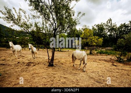 Weiße Pferde stehen in einem Koppel in der Nähe von Seillans, Frankreich, umgeben von Bäumen und trockenem Boden. Stockfoto
