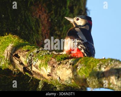 Buntspecht Stockfoto