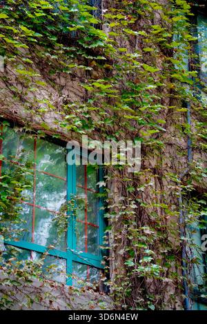 Grüne, mit Efeu bedeckte Wand mit Fenstern im Vintage-Teal-Rahmen, die natürliche Texturen und schleichende Weinstöcke zeigen. Stockfoto