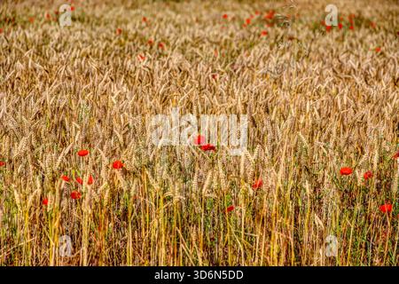Felder in der Nähe von Thiepval in der Somme in Nordfrankreich, Teil der historischen Schlachtfeldlandschaft des Ersten Weltkriegs mit Mohnblumen. Stockfoto