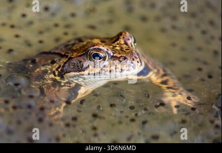 Europäischer Brauner Frosch in lateinischer Rana temporaria mit Eiern Stockfoto
