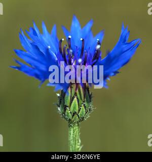 Kornblumen- oder Junggesellenknopf in lateinisch Centaurea cyanus, blau blühende Wiesenblume Stockfoto