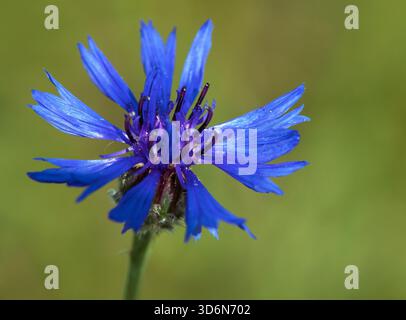 Kornblumen- oder Junggesellenknopf in lateinisch Centaurea cyanus, blau blühende Wiesenblume Stockfoto