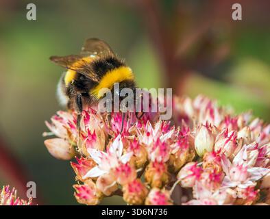 Hummel, Bombus terrestris, die Hummel oder die große Erdhummel, die auf einer roten Blume sitzt Stockfoto