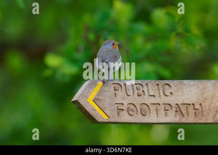Robin-Erithacus rubecula auf einem öffentlichen Fußweg-Schild. Stockfoto