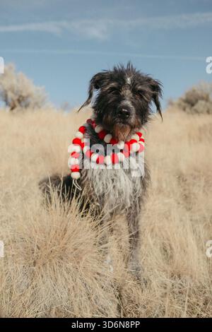 Schmutziger Hund mit Weihnachtsgirlande im Trockenrasenvorland Stockfoto