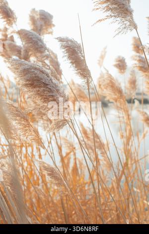 Pampas-Gräser schweben im Winterlicht am ruhigen Teich Stockfoto
