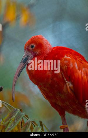 Nahaufnahme eines scharlachroten Ibis, manchmal auch Red Ibis (Eudocimus ruber) genannt, im Tracy Aviary im Liberty Park in Salt Lake City, Utah, USA. Stockfoto