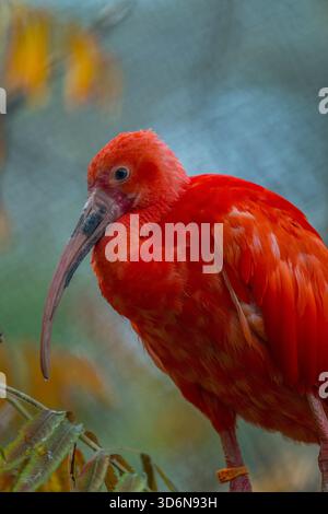 Nahaufnahme eines scharlachroten Ibis, manchmal auch Red Ibis (Eudocimus ruber) genannt, im Tracy Aviary im Liberty Park in Salt Lake City, Utah, USA. Stockfoto