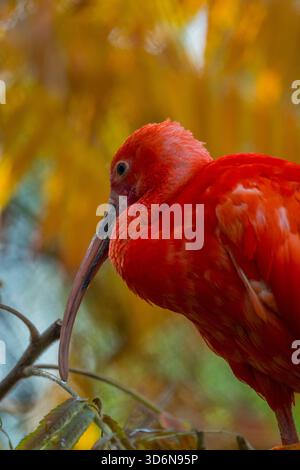 Nahaufnahme eines scharlachroten Ibis, manchmal auch Red Ibis (Eudocimus ruber) genannt, im Tracy Aviary im Liberty Park in Salt Lake City, Utah, USA. Stockfoto
