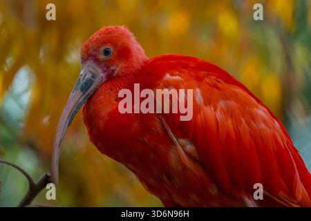 Nahaufnahme eines scharlachroten Ibis, manchmal auch Red Ibis (Eudocimus ruber) genannt, im Tracy Aviary im Liberty Park in Salt Lake City, Utah, USA. Stockfoto