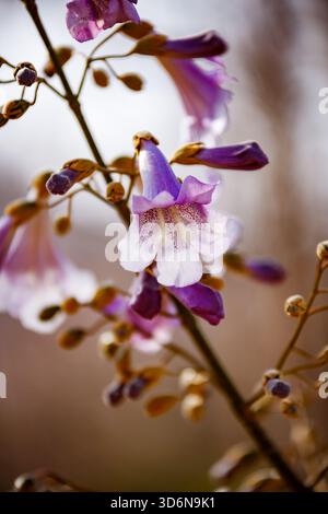 Nahaufnahme einer einzelnen Paulownienblume Stockfoto