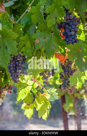 VERAISON, Trauben, die im Spätfrühling in Nordkalifornien reiften Stockfoto