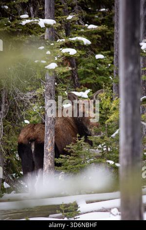 Ein Kuhelchen im dichten, verschneiten Lodgepole-Wald Stockfoto