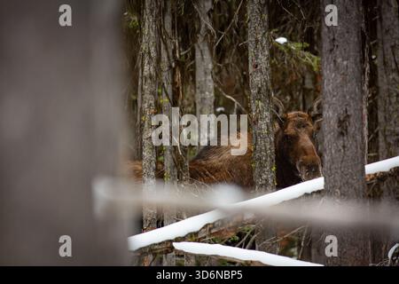 Ein Kuhelelchen im Winter im engen Lodgepole-Wald Stockfoto