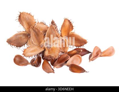 Bechuts Samen isoliert auf weißem Hintergrund. Europäische Buchennüsse oder Fagus sylvatica. Beschneidungspfad Stockfoto