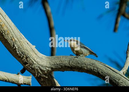 Ein Pygmy Nuthatch (Sitta pygmaea) in einer Pinyon-Kiefer entlang des Queens Garden Trail in der Nähe von Sunrise Point, Bryce Canyon National Park, Utah, United Stat Stockfoto