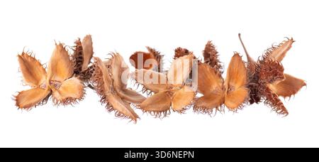 Bechuts Samen isoliert auf weißem Hintergrund. Europäische Buchennüsse oder Fagus sylvatica. Beschneidungspfad Stockfoto