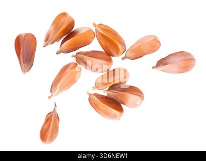 Bechuts Samen isoliert auf weißem Hintergrund. Europäische Buchennüsse oder Fagus sylvatica. Beschneidungspfad. Draufsicht Stockfoto