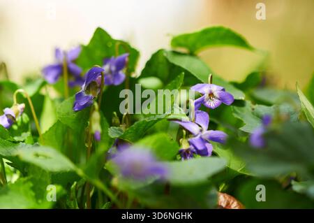 Gruppe von Holzveilchen (Viola odorata oder Viola alba) mit violetten Blüten in voller Blüte in einem mediterranen Garten (Alicante, Spanien) Stockfoto