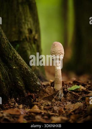 Nahaufnahme eines jungen Sonnenschirmpilzes auf dem Waldboden neben einem Baumstamm Stockfoto