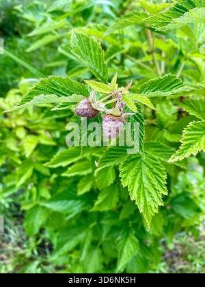 Zwei unreife violette Beeren wachsen auf einem lebhaften grünen Himbeerstrauch zwischen üppigen Blättern. Stockfoto