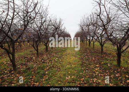 Reihen ruhender Obstbäume in einem Herbstgarten mit gefallenen Blättern Stockfoto