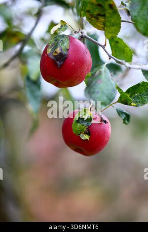 Zwei reife rote Äpfel auf einem Zweig in einem Obstgarten Stockfoto