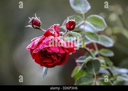 Eine rote Rose bedeckt mit einer dünnen Frostschicht. Zwei kleinere Knospen in der Nähe sind ebenfalls mit Eiskristallen bestäubt. Der unscharfe Hintergrund hebt die Blume hervor Stockfoto