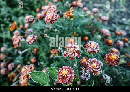 Ein Ringelblumenstrauch mit winzigen Frostkristallen auf Blütenblättern und gelben Zentren. Der unscharfe Hintergrund erzeugt Tiefe und lenkt die Aufmerksamkeit auf die Blumen. Stockfoto