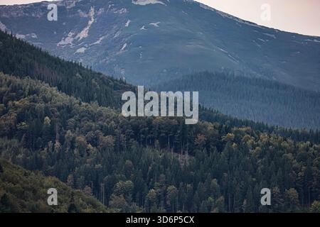 Dichter Wald mit Nadel- und Laubbäumen, gelben Blättern, Dovbushanka Berg mit Vegetation und weiß-grauen moosbedeckten Felsen, nebeliges Licht. Stockfoto