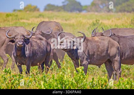 Ein hochwertiges Wildtierfoto, das eine Herde von Afrikanischen Büffeln (Syncerus caffer) in den offenen Graslandschaften des iSimangaliso-Feuchtgebietsparks dokumentiert, einem UN Stockfoto