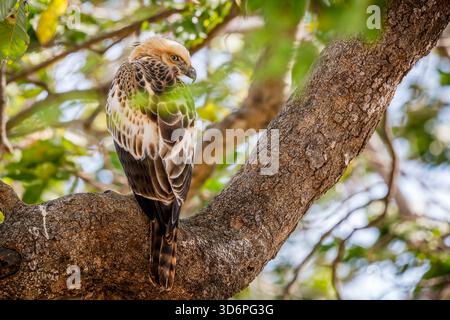 Nahaufnahme eines wild aussehenden Kammfalenadlers, der auf einem großen zerklüfteten Baumzweig im Udawalawe-Nationalpark, Sri Lanka, thront Stockfoto