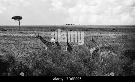 Beeindruckende Schwarzweiß- und Wildtierfotografie mit afrikanischen Giraffen in Kenia. Auf Safari durch die Savannen aufgenommen, zeigen diese schönen Kunstbilder Stockfoto
