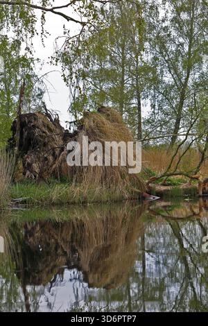 Gefallener Baum mit Wurzeln auf Wasser, ruhige Waldlandschaft, Naturpark Peenetal, Mecklenburg-Vorpommern, Deutschland Stockfoto