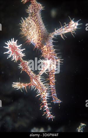 Ein Paar verzierte Geisterpfeifenfische, Solenostomus paradoxus, Tufi, Papua-Neuguinea Stockfoto