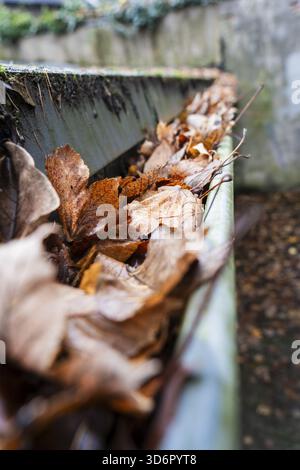 Eine verstopfte Rinne ist bis zum Rand mit braunen, trockenen Herbstblättern gefüllt, Wuppertal, Deutschland Stockfoto