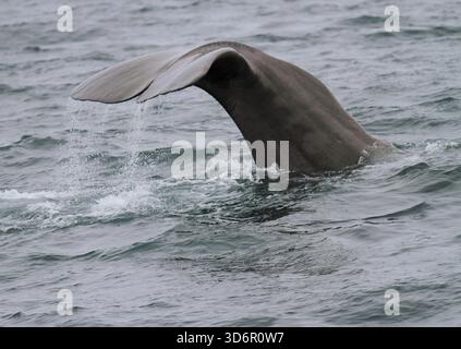 Physeter Katodon Pottwal Tauchen vor der Insel Vesteralen, Norwegen Stockfoto