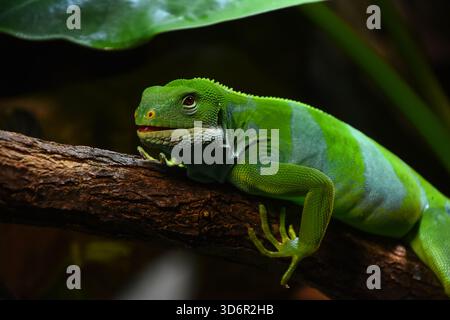 Nahaufnahme Profil Porträt von lebendigem grünem Weibchen Brachylophus bulabula Eidechse oder Fidschi gebänderter Leguan auf Baumzweig, niedriger Winkel, Seitenansicht Stockfoto