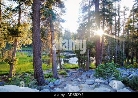 Sonnenlicht, das durch hohe Kiefern über einem felsigen Waldboden in der Nähe eines kleinen reflektierenden Teichs im Yosemite-Nationalpark gefiltert wird. Stockfoto