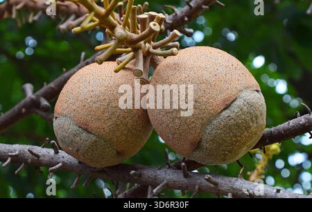 Der Kanonenkugelbaum Couroupita guianensis entwickelt seine charakteristischen großen, abgerundeten braunen Früchte direkt auf Holzstielen und unterstreicht ein faszinierendes T Stockfoto